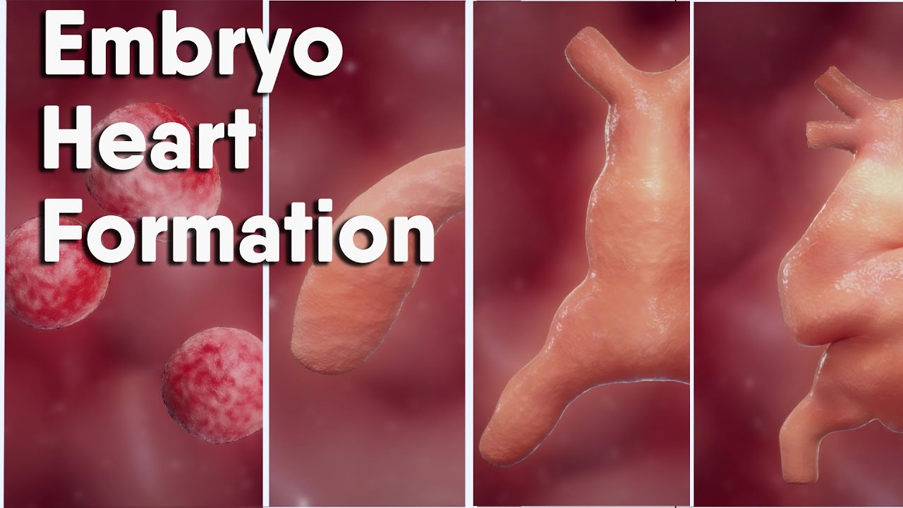 Do you know how is the Heart Formation In Embryo? heart formation embryology animation