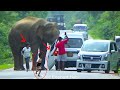 Wild elephant attack to van and brak the door passenger in fear