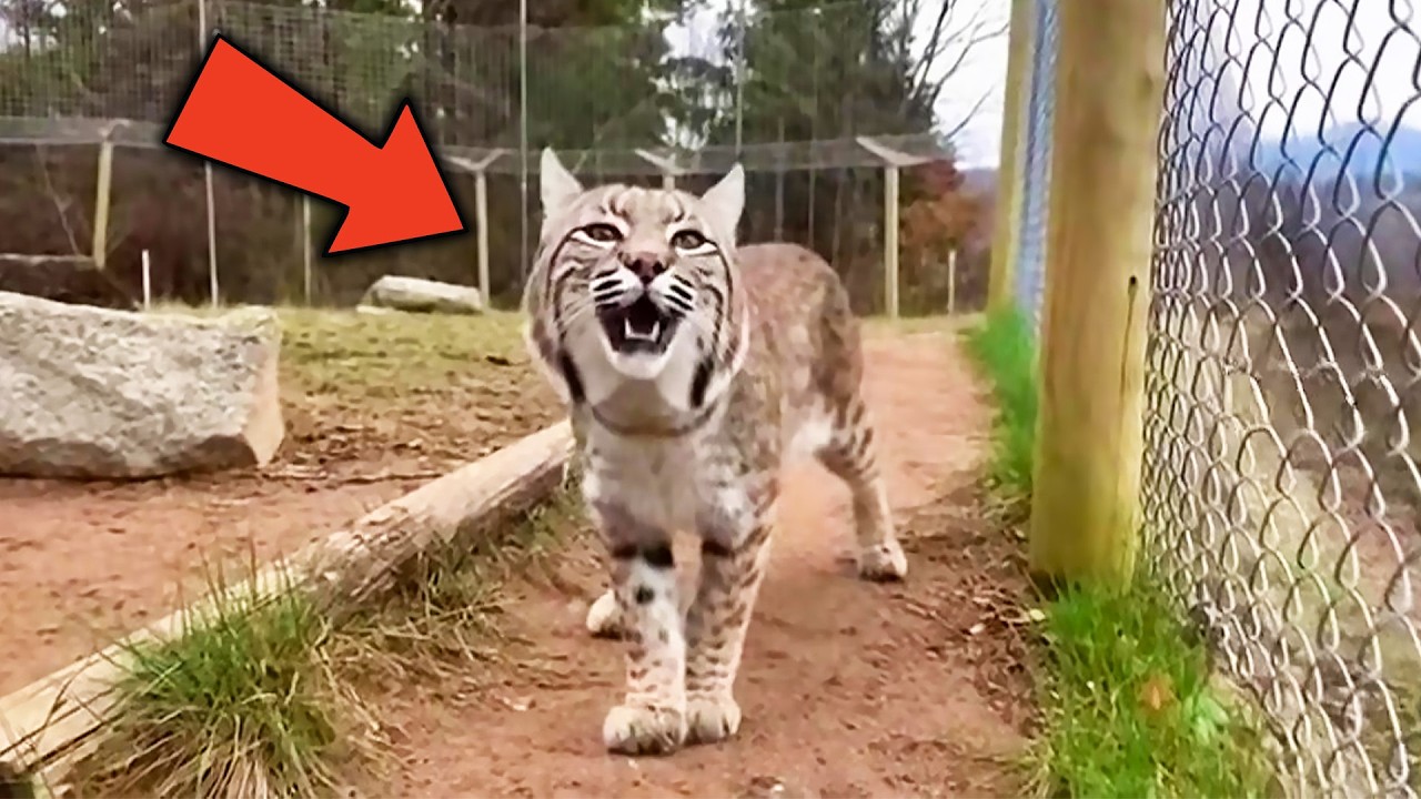 This Rescue Bobcat Wouldn’t Stop Crying – When Her Caretaker Found Out Why, He Froze In Shock