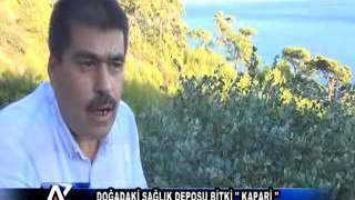 Aytv Aydin-Doğadaki Sağlık Deposu Bitki Kapari