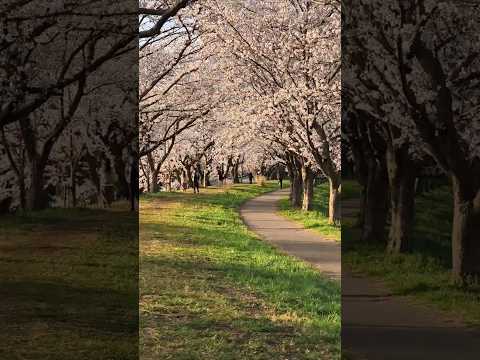 2025-04-05 | 福岡堰櫻花滿開 | 日本茨城縣つくばみらい市