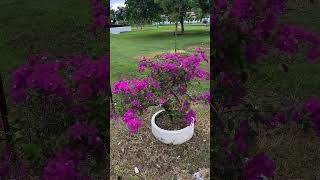 #bollywood #tereliyehumhaijiye #hindisong #movie #song #jiskeaanesemukammalhogayithizi