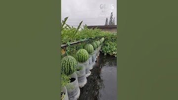 Smart Ideas for Growing Plants on the Rooftop