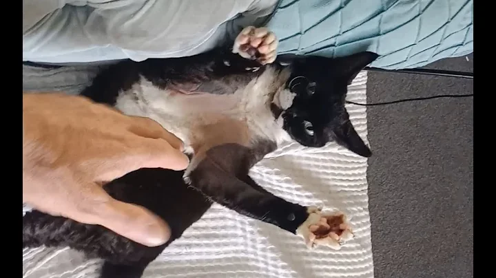 Video 8795331: devon rex cat playing, devon rex cat funny