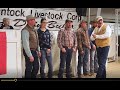 Behind the scenes at the mc quantock bull sale