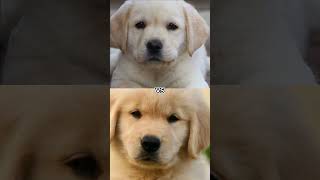 Pomeranian puppy vs laboratory, golden retriever, rottweiler (puppys)#youtubeshorts
