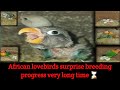 surprise bleeding progress 🤩 | winter season Mein lovebird se acchi breed Kaise le