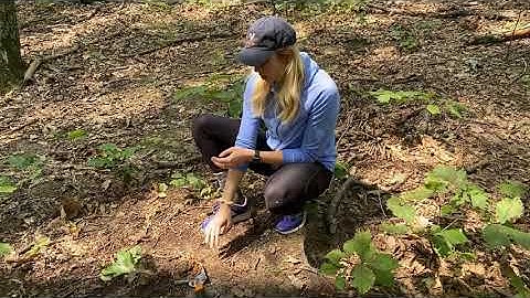 Week 3 - Forest Field Lab - Soil Organic Layer