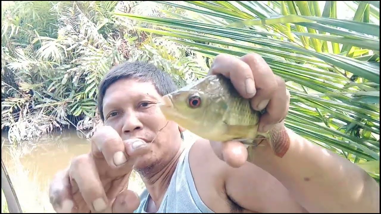 Fishing for Wild Tilapia‼️Wild Tilapia Spot in Percut Sei Tuan