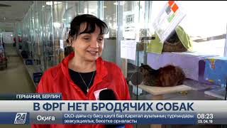 В Германии нет бродячих собак В Германии нет бродячих собак