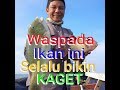 Sensasi strike ikan sweetlips atau si bibir seksi (lamun-lamun)