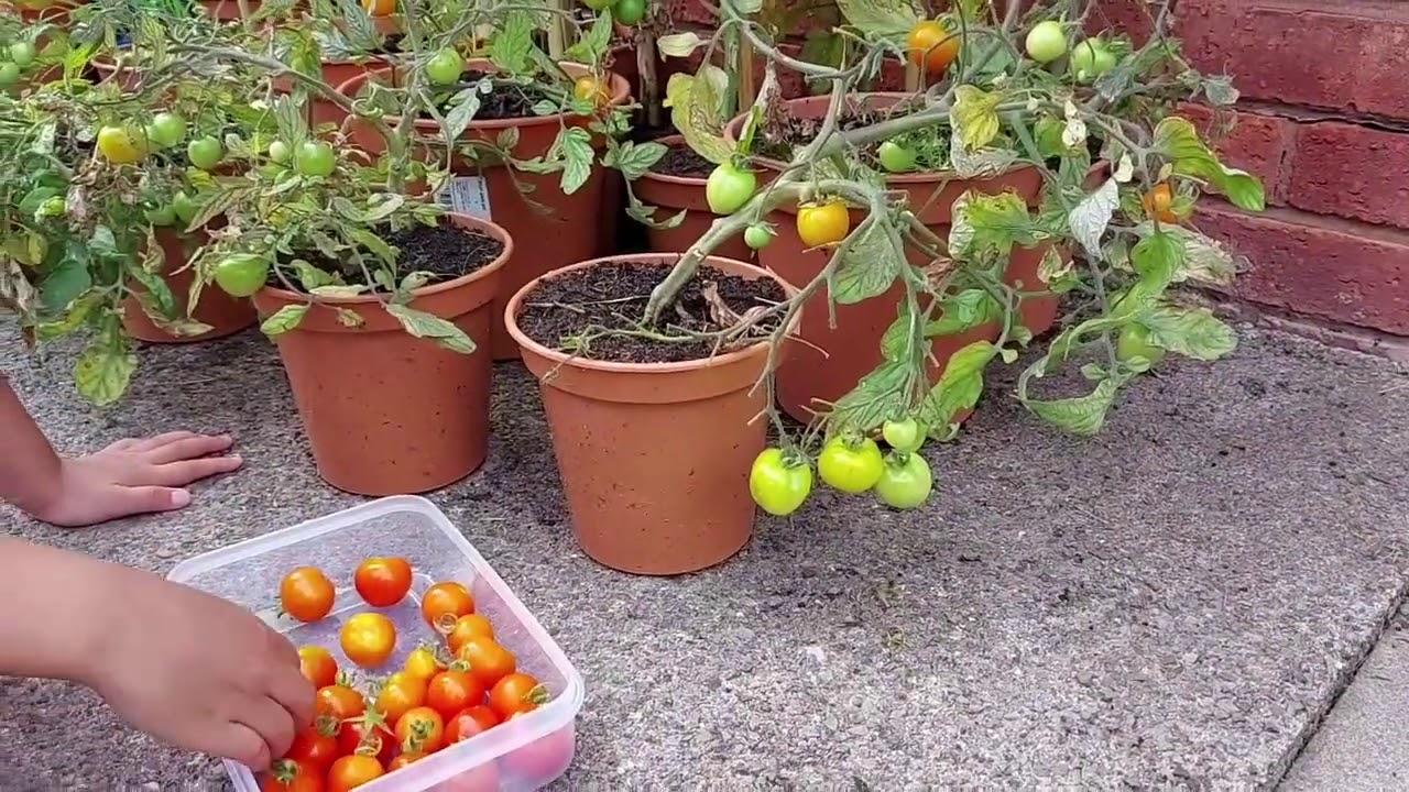 My Fourth Tomatoes Harvest Time YouTube