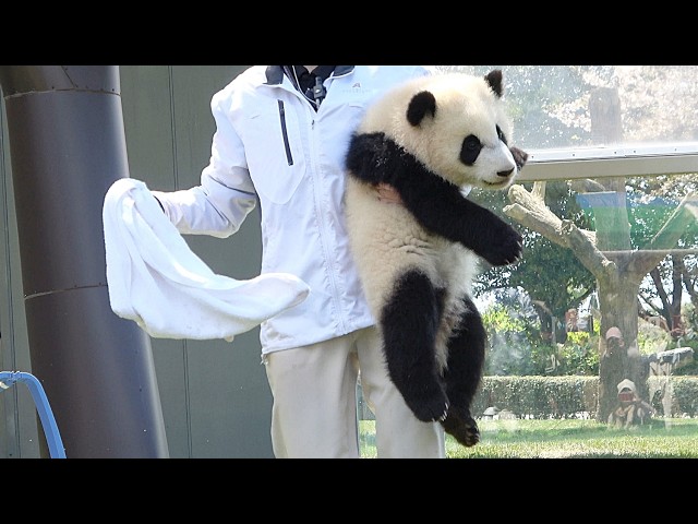 タオルよりも遊びたい♪ タオルでゴシゴシタイム！ 飼育員さんに抱え
