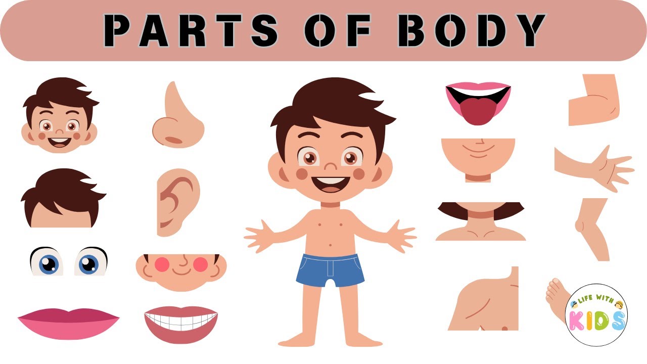 Parts of Body Names with pictures Jism ke Hiso ke Names Human body bodyparts