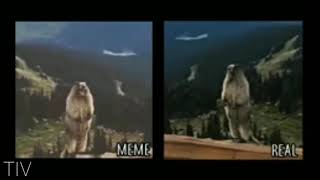 Screaming Beaver Meme Vs Real