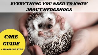 Hedgehog Care Made Easy | Everything You Need to Know in One Video