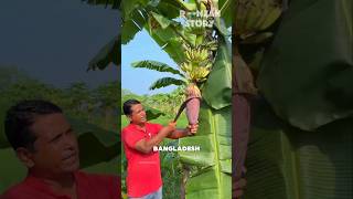 How to Increase Banana Yield