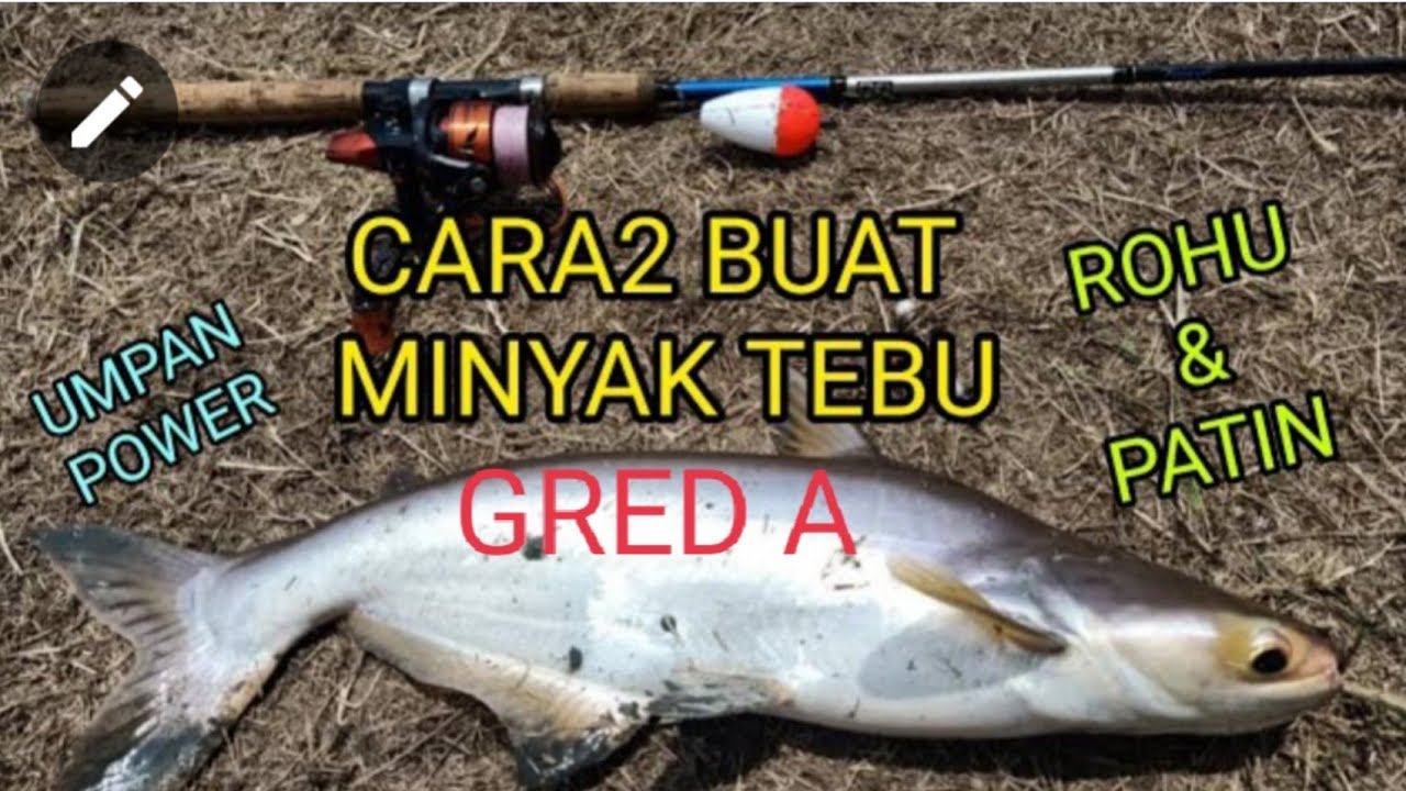 CARA2 MEMBUAT MINYAK TEBU GRED A DAN CARA MELEMBUTKAN PELLET #WAKJAS #UMPANPOWER PATIN&ROHU #REVIEW