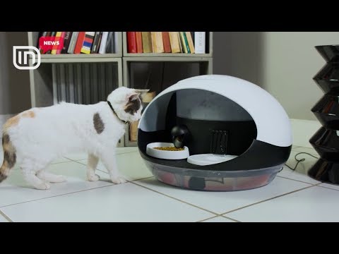 Video: BARF - Një Dietë Për Macet