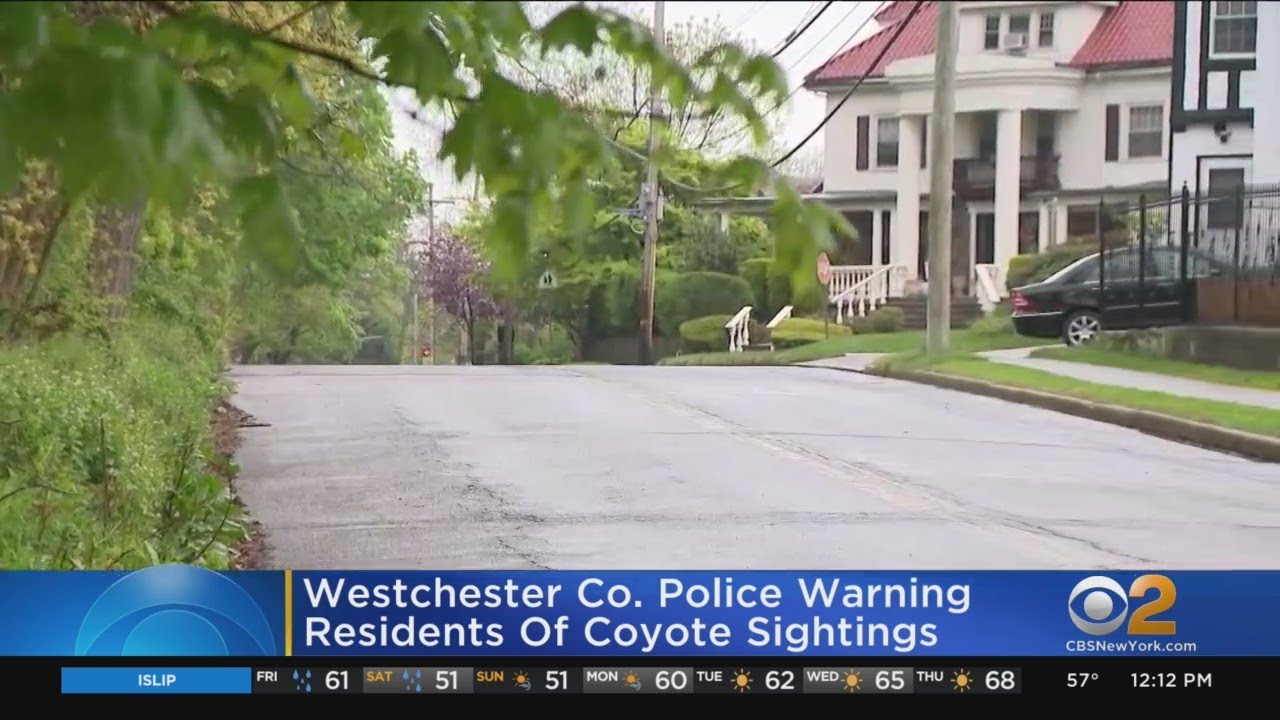 North Wildwood police warn of coyote sightings