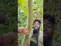 Do this if papaya flowering but no fruits #farmingtips #gardeningtips #shorts