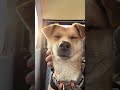 啊～真舒服啊#这狗怎么人模人样的 #萌宠出道计划 #中华田园犬 #小土狗 #土狗咋了
