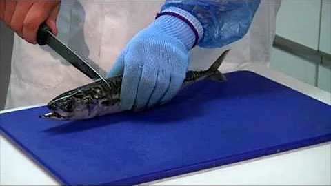 How to fillet a Mackerel, how to prepare mackerel ,butterfly mackerel fillets