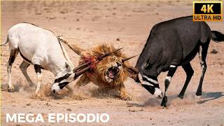 Cuando un León es Atacado por un Cuerno Largo, ¿Qué Sucede Después? | Animales Salvajes