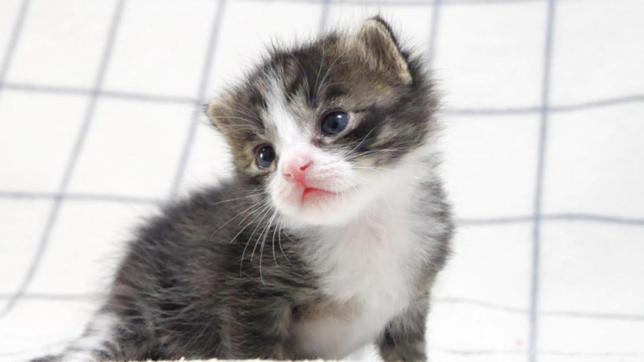 お膝に登りたい子猫が熱い視線を送ってきます。ゆめちこまとめ6【赤ちゃん猫　保護猫】