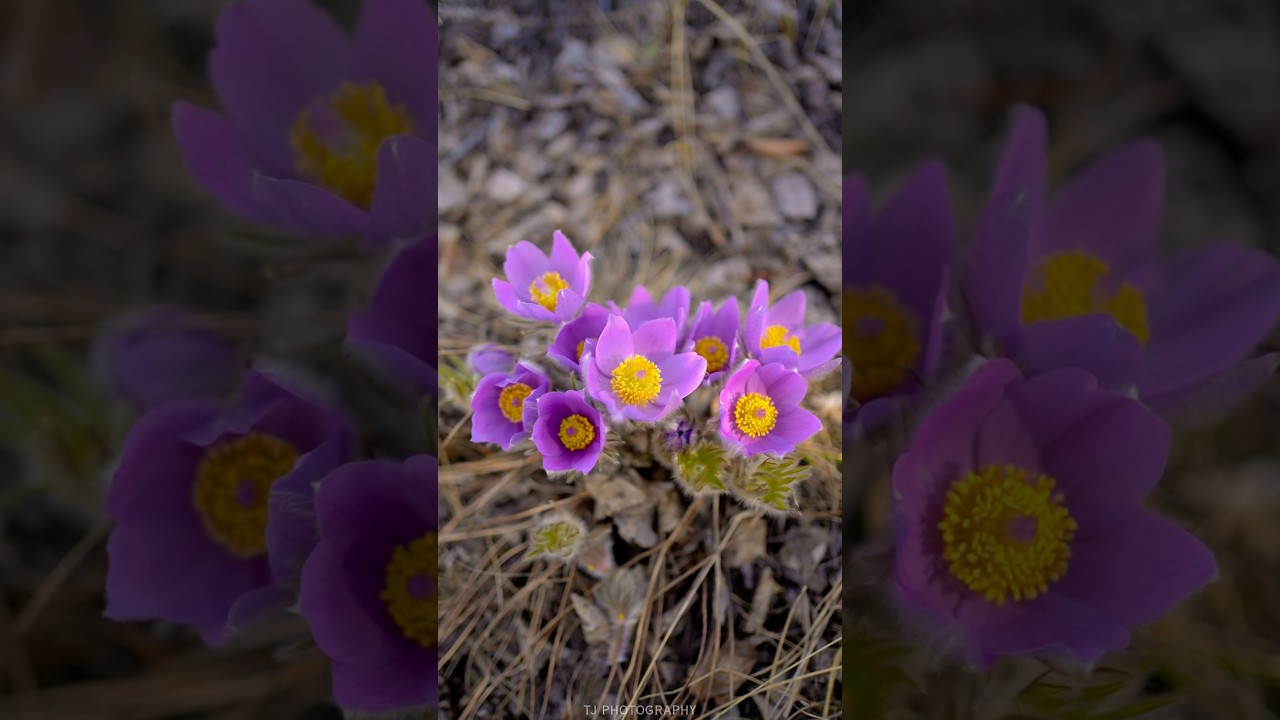 Crocus Magic up north✨ 