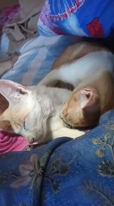 Bulek Wiwik gagal nikah amanah wali 4