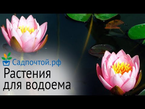 Растения для водоемов. Прогулка по саду №4, #садпочтой