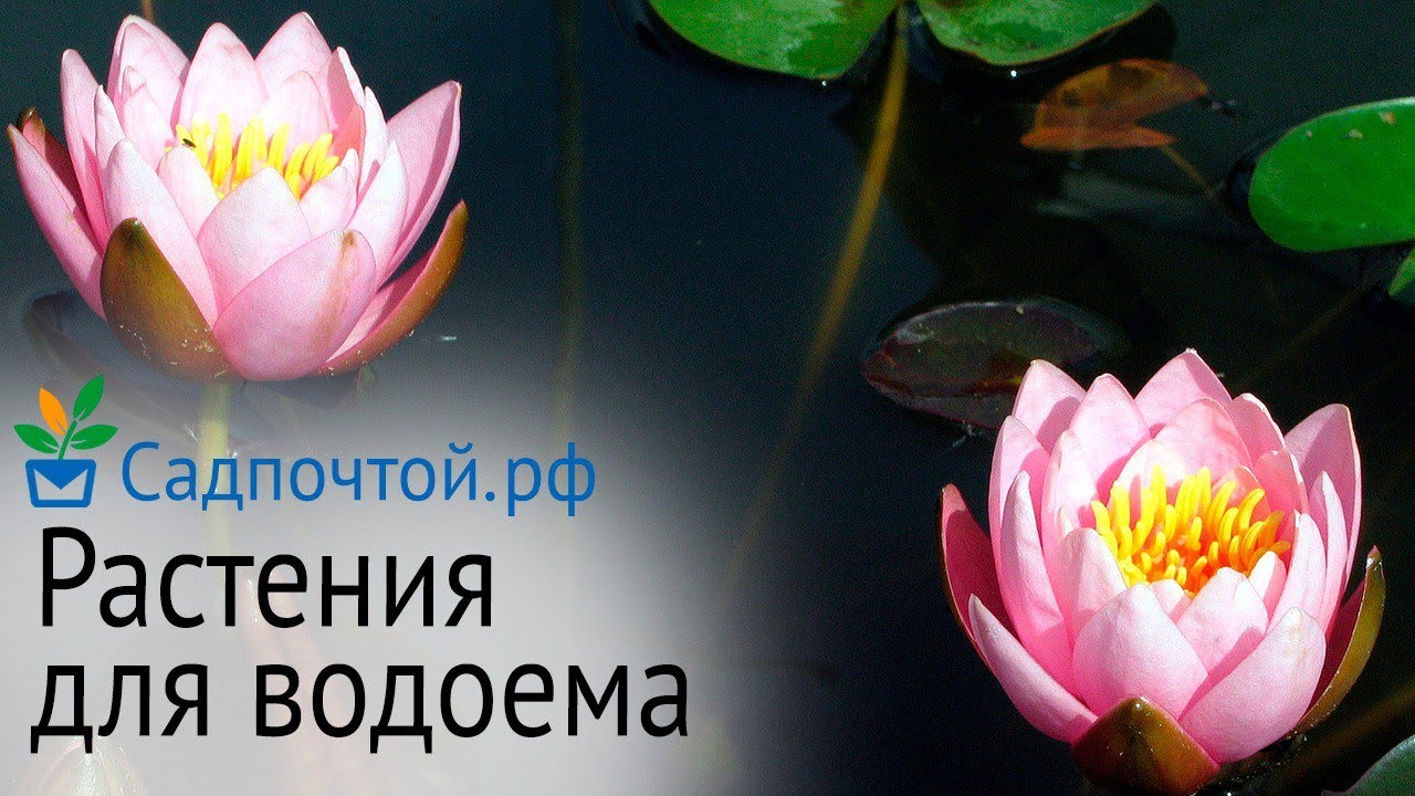 Обзор растений для водоема. Четвертая прогулка по саду питомника садпочтой.рф