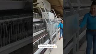 Proyecto Gran Dimesión-#jaulas #huevos #eggs #viral #fyp #granja   #avicola #construccion #galleros