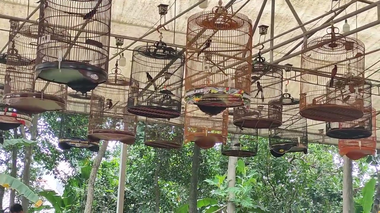 Tes murai batu prabu ga mau bongkar isian di rfn arena