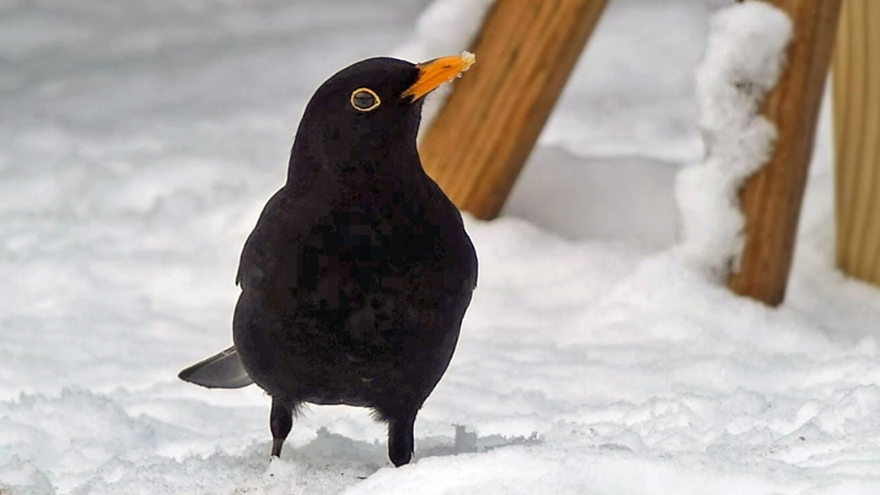 Garden Birds in the Snow | Great Tit Singing