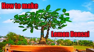 How to make lemon bonsai