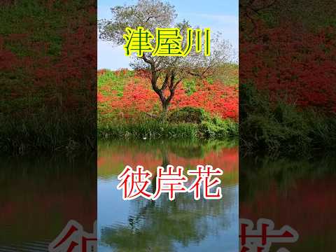 津屋川の彼岸花 #岐阜県　#秋　#木曽三川　#ひがん花　#彼岸花