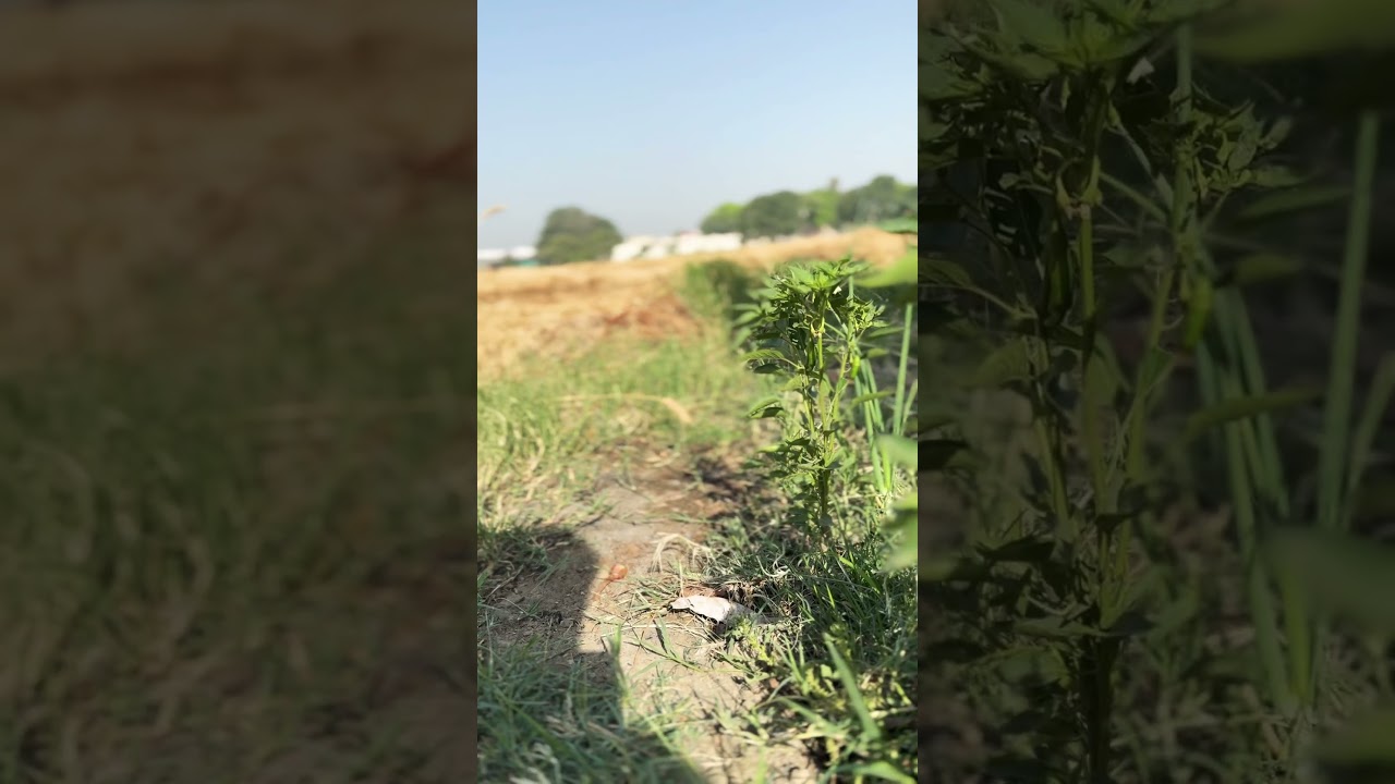 How to grow organic vegetables 