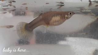 Fish giving Birth /Amazing guppy fish birth story