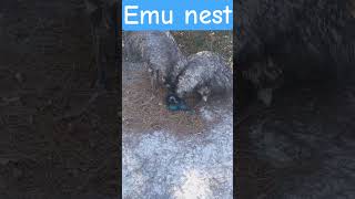 Emu nest