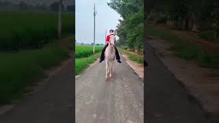 Indian Village Girl Riding Majestic Marwari Horse Traditional Horse Riding