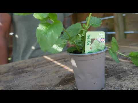 Video: Grapefruit Mint Plant - Tips For Growing Grapefruit Mint