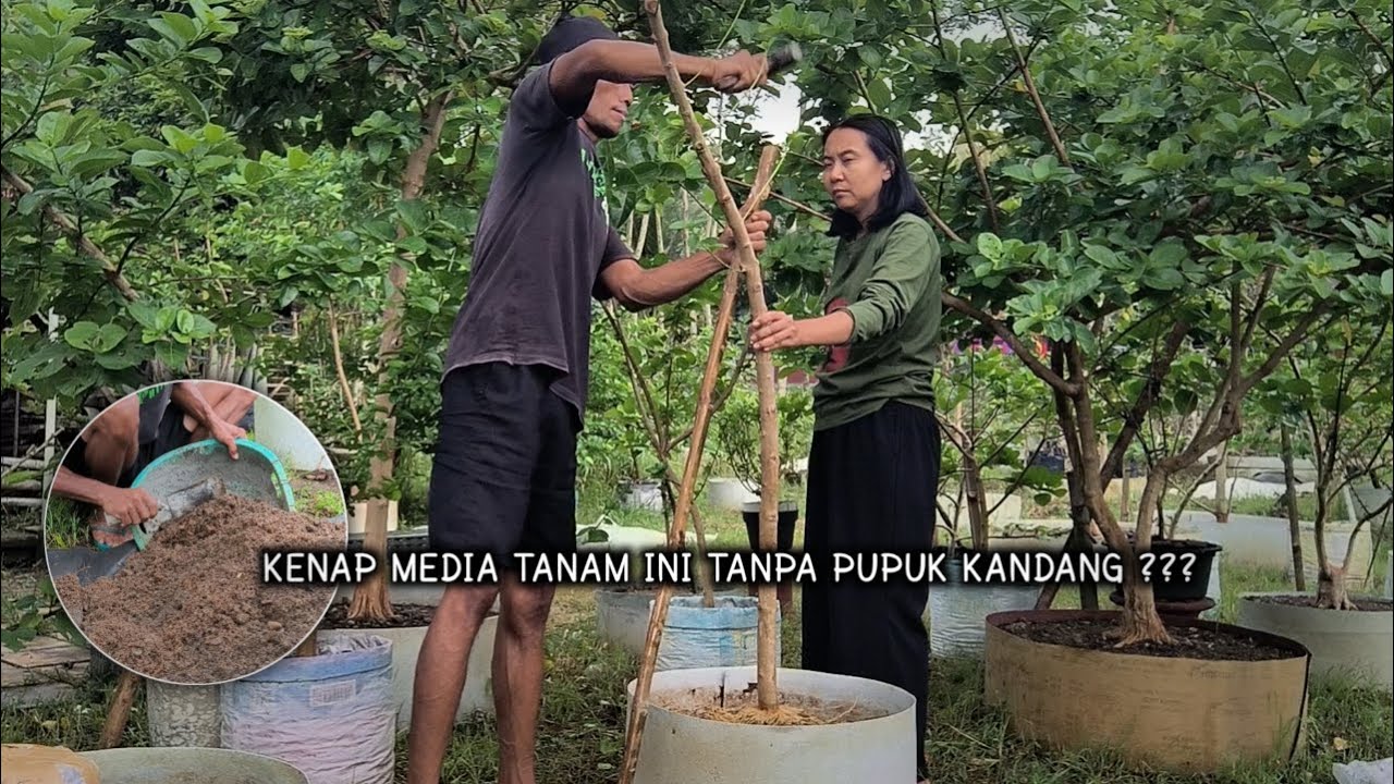 Понимание деталей посадочной среды для материалов для бонсай
