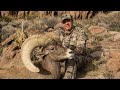 Arizona's biggest ever Nelsoni Desert Sheep.