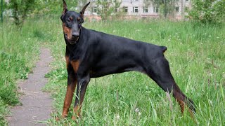 Uncovering the Fascinating Reactions of Dobermans to Magic Tricks