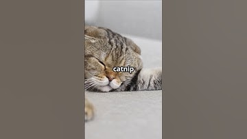 cats vs catnip | #animals #love #cats #meow #kitty #wildlife
