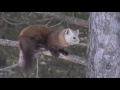 American Pine Marten & Gray Jay - Evening Grosbeak & Red Fox