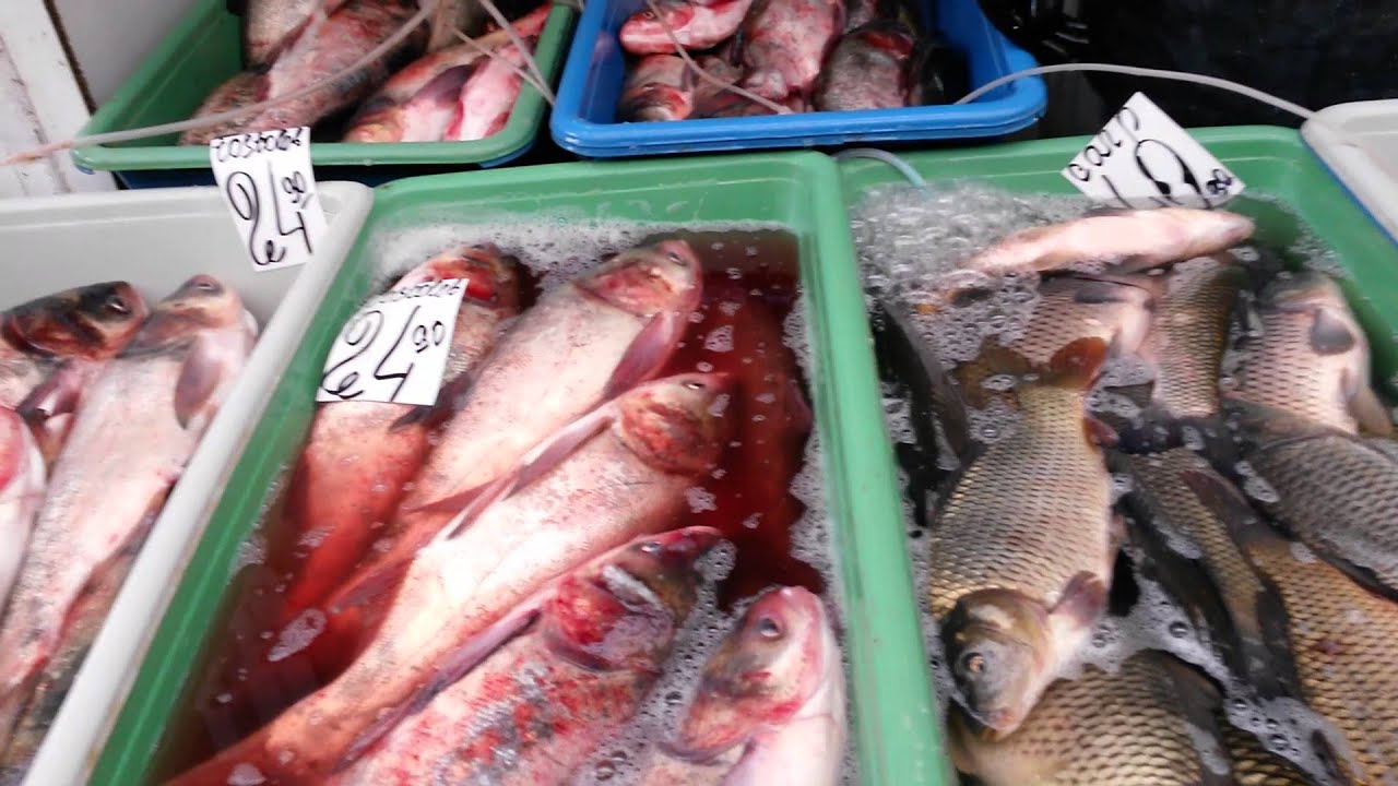 Peturile actuale la peste piata centrala chisinau ! YouTube