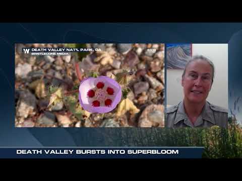 Super Bloom Takes Over Death Valley National Park - How to See It